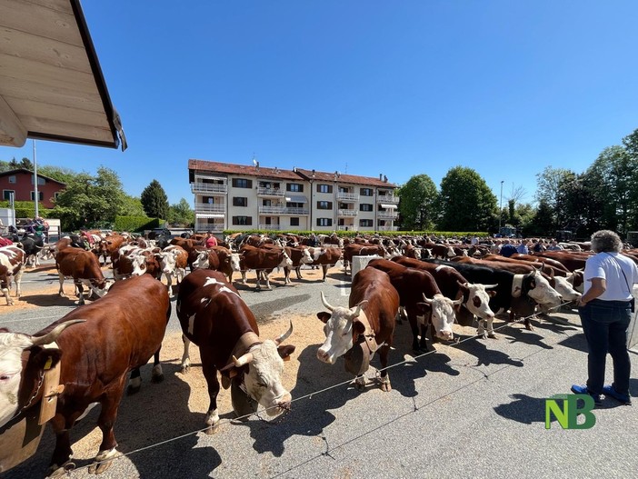 Si è rinnovato a Pralungo il tradizionale Raduno Zootecnico