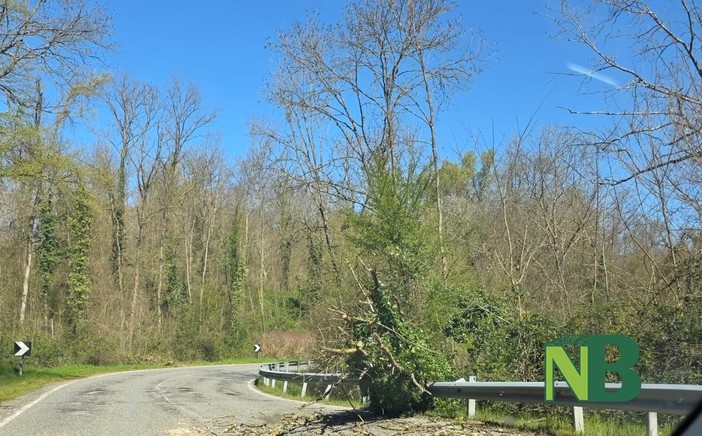 Piante a terra per il vento, Vigili del Fuoco tra Sostegno e Roasio
