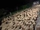 Pavignano, un gregge in transumanza popola via Ogliaro nella notte VIDEO Pavignano, un gregge in transumanza popola via Ogliaro nella notte VIDEO