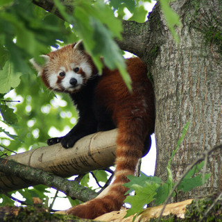 Si è spento Haiku, il primo panda rosso di Zoom Torino Si è spento Haiku, il primo panda rosso di Zoom Torino