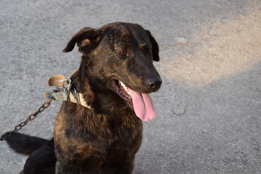 Cani alla catena, scattano multe e denunce: ecco cosa prevede la legge Cani alla catena, scattano multe e denunce: ecco cosa prevede la legge