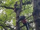 Parapendista incastrato tra gli alberi a Torrazzo, intervento dei Vigili del Fuoco