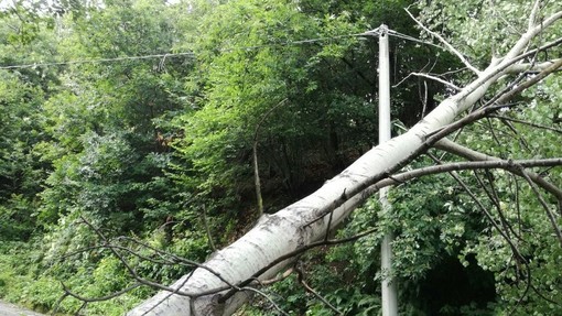 Maltempo, alberi abbattuti a Biella: Protezione Civile al lavoro sulle strade per Ronco e la Burcina