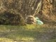 Ritrovata a Mongrando una pecora morta dentro un sacco, foto pg fb mongrando in comune Ritrovata a Mongrando una pecora morta dentro un sacco, foto pg fb mongrando in comune