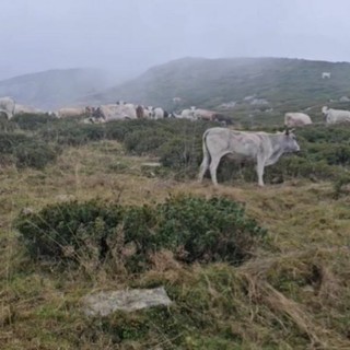 Piemonte, prolungato di 10 giorni il pascolamento in quota e in media montagna fino a metà novembre (foto di repertorio) Piemonte, prolungato di 10 giorni il pascolamento in quota e in media montagna fino a metà novembre (foto di repertorio)