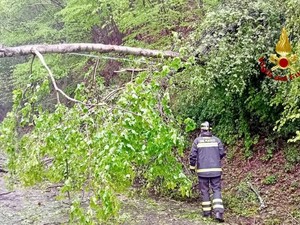 Vigili del Fuoco, ancora piante giù a Sostegno per la pioggia, foto archivio Vigili del Fuoco, ancora piante giù a Sostegno per la pioggia, foto archivio