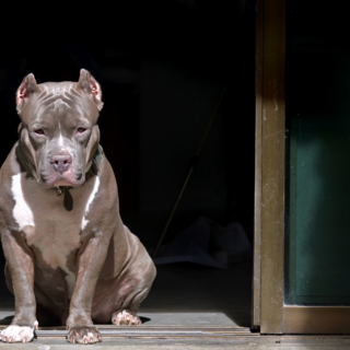 Dal Nord-ovest: aggredito da un pitbull mentre si allena: grave un 36enne di Cuneo - Foto di repertorio.