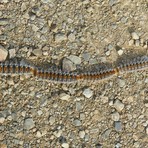 La Processionaria, pericolo per i cani e per l'uomo