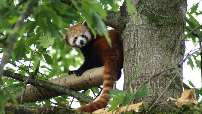 Si è spento Haiku, il primo panda rosso di Zoom Torino Si è spento Haiku, il primo panda rosso di Zoom Torino