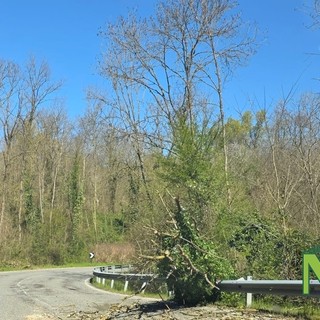 Piante a terra per il vento, Vigili del Fuoco tra Sostegno e Roasio
