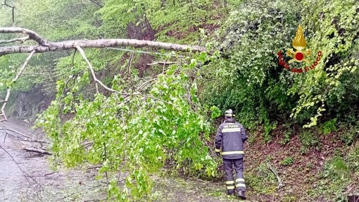 Crolla una grossa pianta e occupa tutta la strada, a Callabiana arrivano i Vigili del Fuoco (foto di repertorio) Crolla una grossa pianta e occupa tutta la strada, a Callabiana arrivano i Vigili del Fuoco (foto di repertorio)