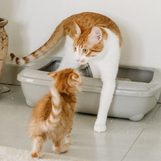 Borriana, nuovo servizio per la raccolta delle lettiere degli animali domestici
