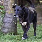 Pippi cerca casa, gliela troviamo? Ph Laura Malvarosa