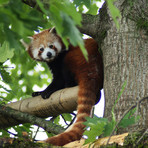 Si è spento Haiku, il primo panda rosso di Zoom Torino Si è spento Haiku, il primo panda rosso di Zoom Torino
