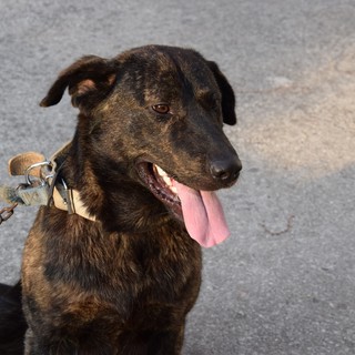 Cani alla catena, scattano multe e denunce: ecco cosa prevede la legge