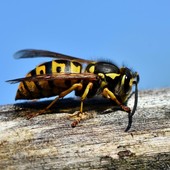 Punto da un calabrone mentre lavora nell'orto: muore noto ornitologo del Novarese (foto di repertorio)