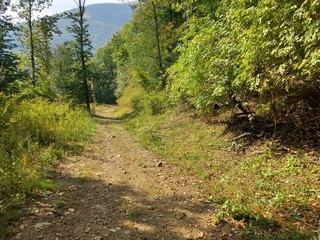 Rialmosso, volontari al lavoro per salvare l’area di San Grato: "Non lasciamola come il Monte Barone" Rialmosso, volontari al lavoro per salvare l’area di San Grato: "Non lasciamola come il Monte Barone"