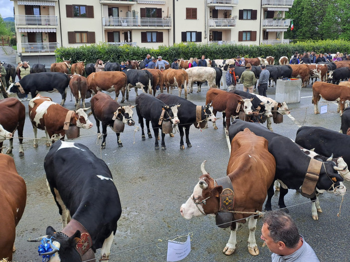 Torna a Pralungo il Raduno Zootecnico (foto di repertorio)