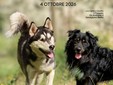 Cani salvati e adottati, a Sandigliano il primo grande raduno dei rescue Cani salvati e adottati, a Sandigliano il primo grande raduno dei rescue