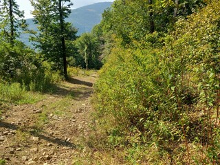 Rialmosso, volontari al lavoro per salvare l’area di San Grato: "Non lasciamola come il Monte Barone" Rialmosso, volontari al lavoro per salvare l’area di San Grato: "Non lasciamola come il Monte Barone"