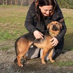 Dolce Rocky, quante ne ha passate...gli troviamo una sua famiglia per sempre?