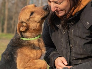 Dolce Rocky, quante ne ha passate...gli troviamo una sua famiglia per sempre?