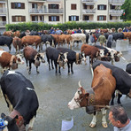 Torna a Pralungo il Raduno Zootecnico (foto di repertorio)
