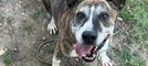 Rambo torna in rifugio dopo quattro giorni: l’appello dell’associazione Scodinzolando con Flo ETS