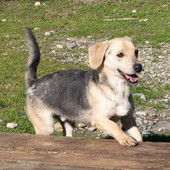 Ci sono tanti cani ma ci sono anche io Rocky! mi porti a casa con te?