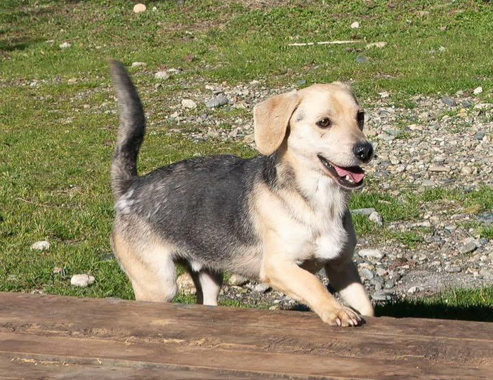 Ci sono tanti cani ma ci sono anche io Rocky! mi porti a casa con te?