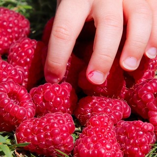 Sandigliano, a gara il nuovo servizio mensa scolastica: più frutta, prodotti locali ed educazione alimentare