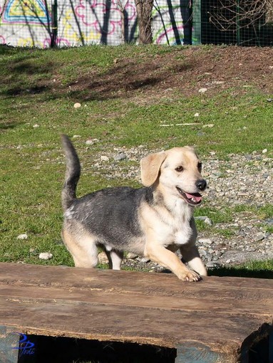 Ci sono tanti cani ma ci sono anche io Rocky! mi porti a casa con te?