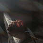 Gruppo Padre Pio, nuovo incontro di preghiera per il basso Biellese