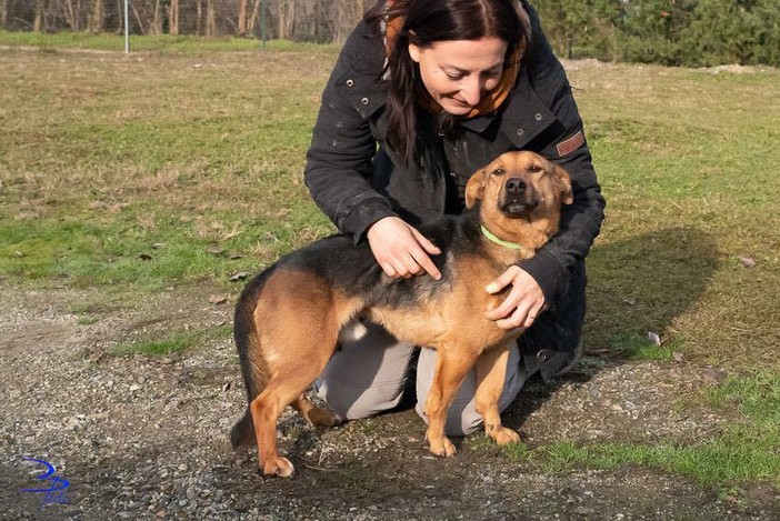 Dolce Rocky, quante ne ha passate...gli troviamo una sua famiglia per sempre?