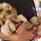 Sala Biellese aderisce al progetto "Punto Animal Friendly" di Legami di Cuore Sala Biellese aderisce al progetto "Punto Animal Friendly" di Legami di Cuore
