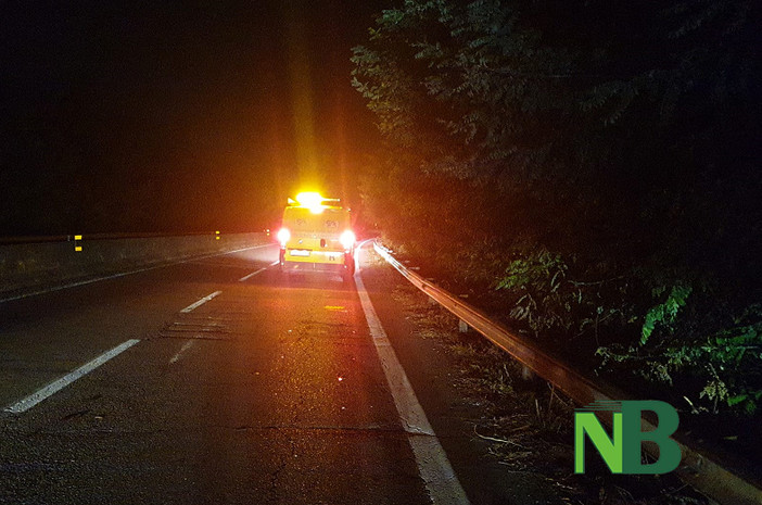 Cinghiale investito sulla super a Cossato ridotto a brandelli dalle auto in corsa, foto archivio