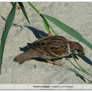 Passera mattugia, (immagine di Lucio Bordignon)