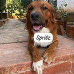 Spritz cerca una vera famiglia: adottato e riportato in canile dopo 12 ore