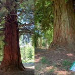 Omaggio alla sequoia monumentale di Chiavazza: “Col gigante si danza” - Foto di repertorio