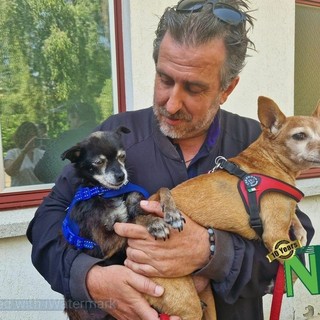Rinunce di proprietà di cani e gatti, numeri in aumento nel Biellese. Scicolone: “Sempre più richieste da anziani e famiglie”