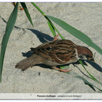 Passera mattugia, (immagine di Lucio Bordignon)