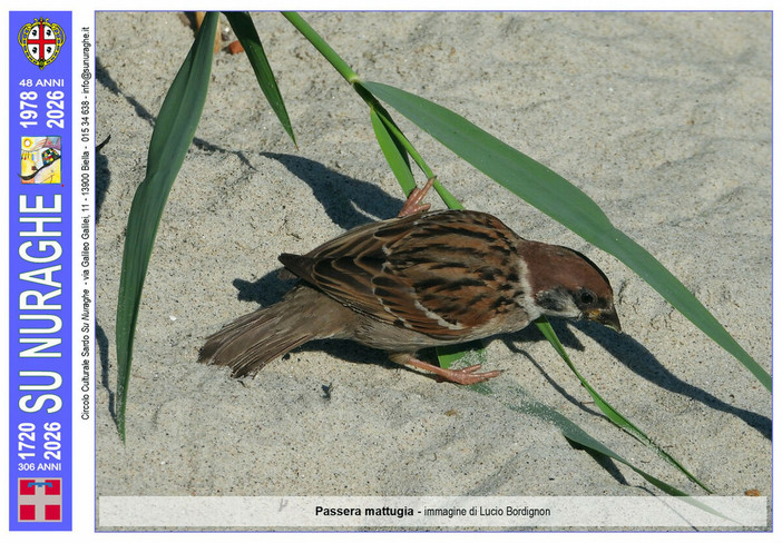 Passera mattugia, (immagine di Lucio Bordignon)