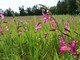 Nell’immagine, gladiolo dei campi (Gladiolus italicus) in fiore nelle campagne di Alghero