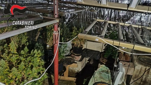 Dal Nord Ovest - Maxi-piantagione di marijuana, oltre 700 chili di droga: cinque in manette