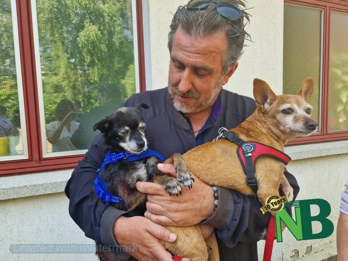 Rinunce di proprietà di cani e gatti, numeri in aumento nel Biellese. Scicolone: “Sempre più richieste da anziani e famiglie” Rinunce di proprietà di cani e gatti, numeri in aumento nel Biellese. Scicolone: “Sempre più richieste da anziani e famiglie”