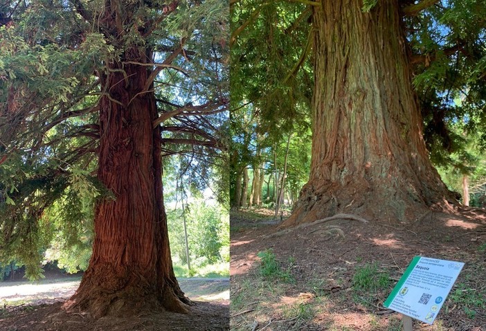 Omaggio alla sequoia monumentale di Chiavazza: “Col gigante si danza” - Foto di repertorio Omaggio alla sequoia monumentale di Chiavazza: “Col gigante si danza” - Foto di repertorio