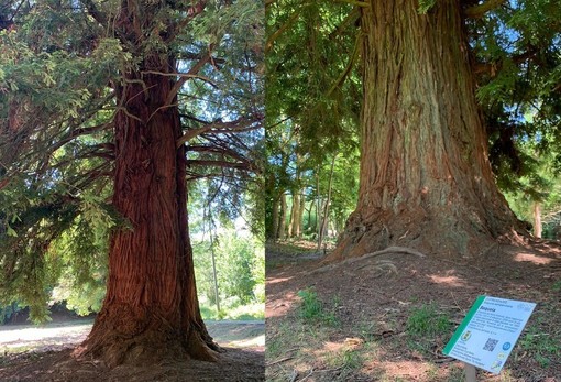 Omaggio alla sequoia monumentale di Chiavazza: “Col gigante si danza” - Foto di repertorio