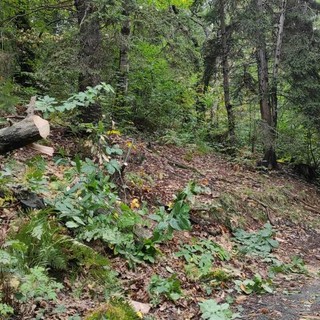 Biella, via Rivetti liberata dal castagno