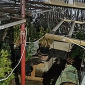 Dal Nord Ovest - Maxi-piantagione di marijuana, oltre 700 chili di droga: cinque in manette