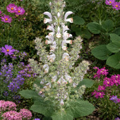 “Su ricu pius ndh’at, pius ndhe disizat” / “Il ricco più ne ha, più ne desidera”